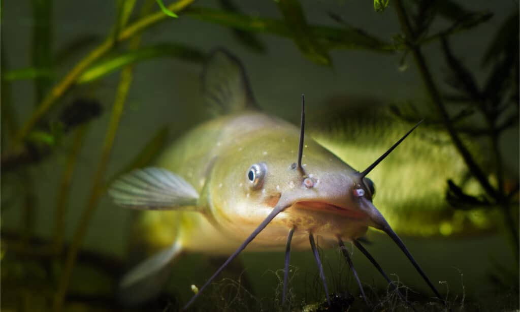 Pesce gatto del canale