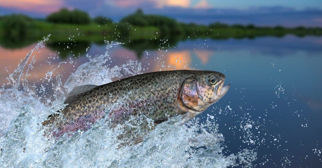 Cosa mangiano le trote - Trota iridea che esce dalla superficie