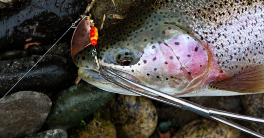 Trota steelhead appena pescata su sassi con esca in bocca