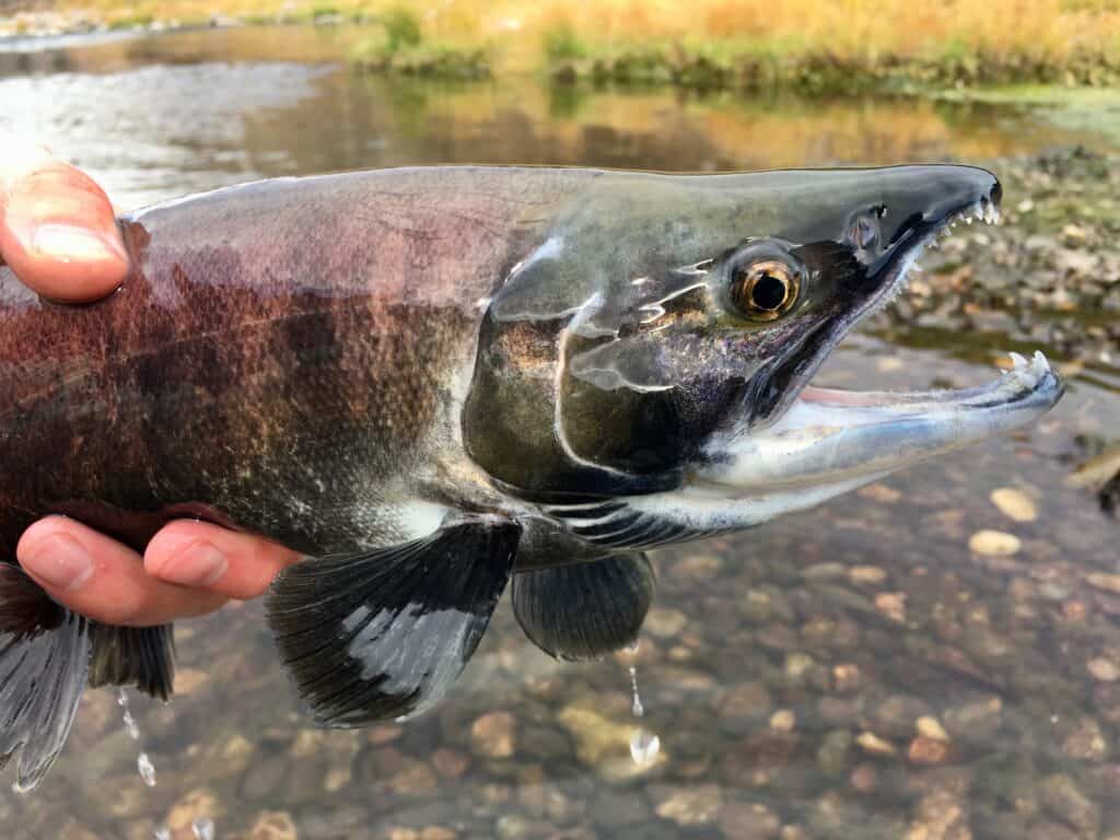 Salmone Kokanee