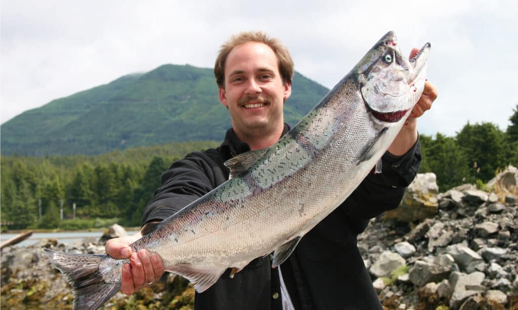 Un pescatore con un salmone Chinook catturato in Canada.  In genere misurano circa 3 piedi di lunghezza e 30 libbre di peso.