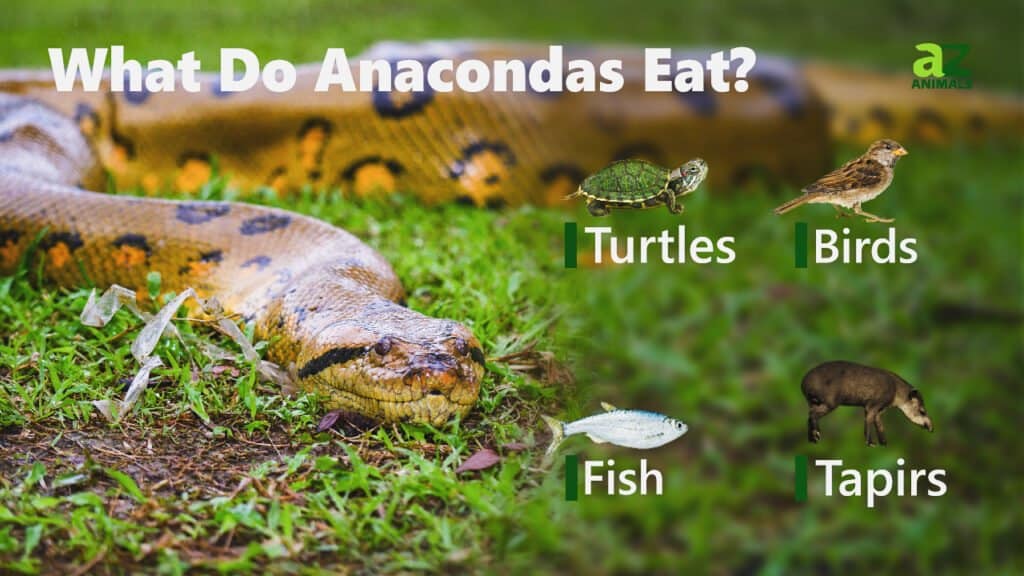 Cosa mangiano le anaconde