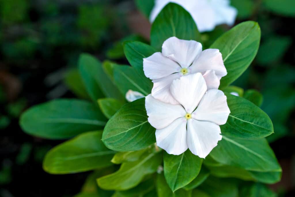 Impatiens bianco