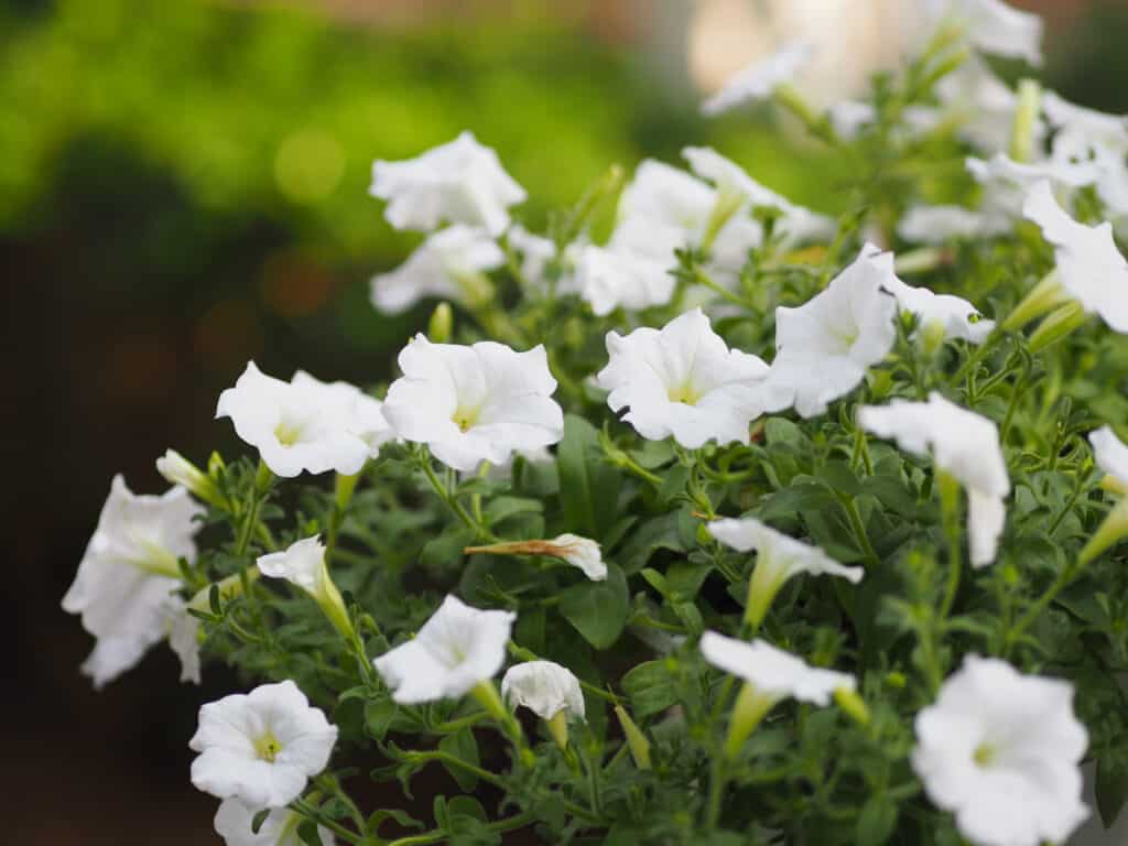 Petunia o fiore bianco