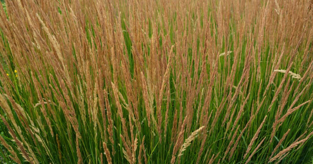 Erba di canne piuma 