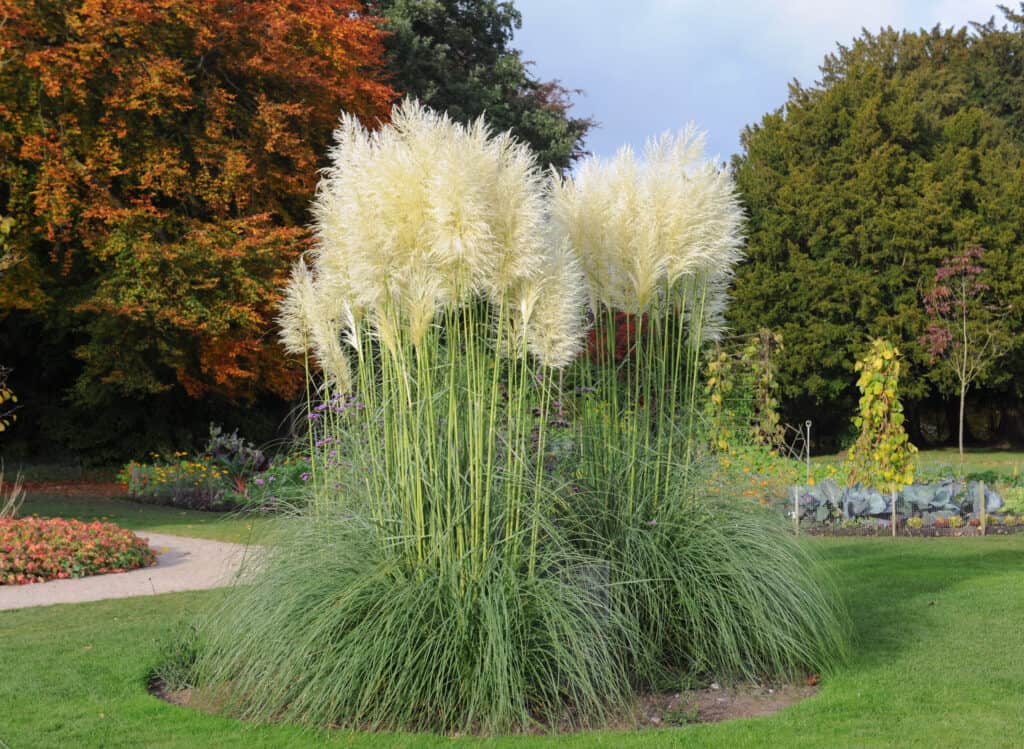 Erba di pampa (Cortaderia selloana) in un giardino nel Cheshire, Inghilterra, Regno Unito