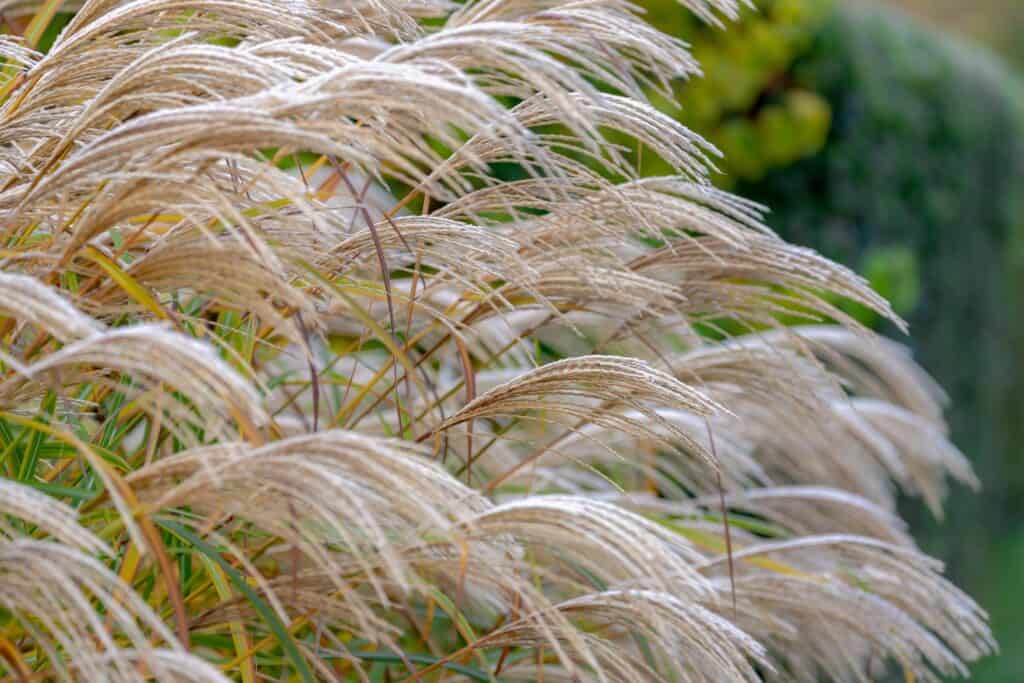 Miscanthus sinensis o erba argentata cinese