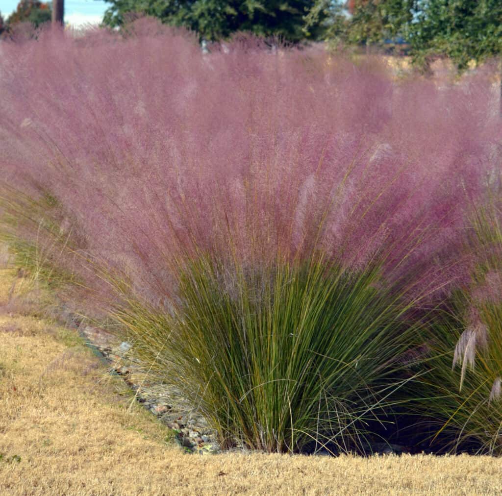 Erba Muhly Rosa
