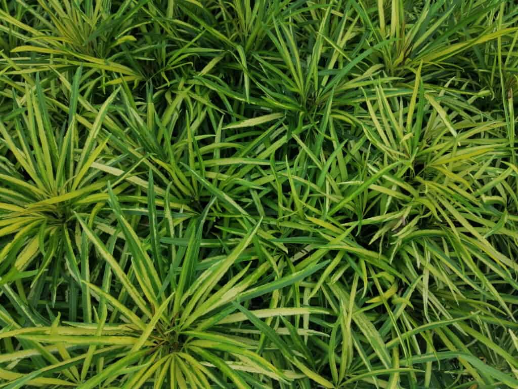 carice giapponese.  carex morrowii