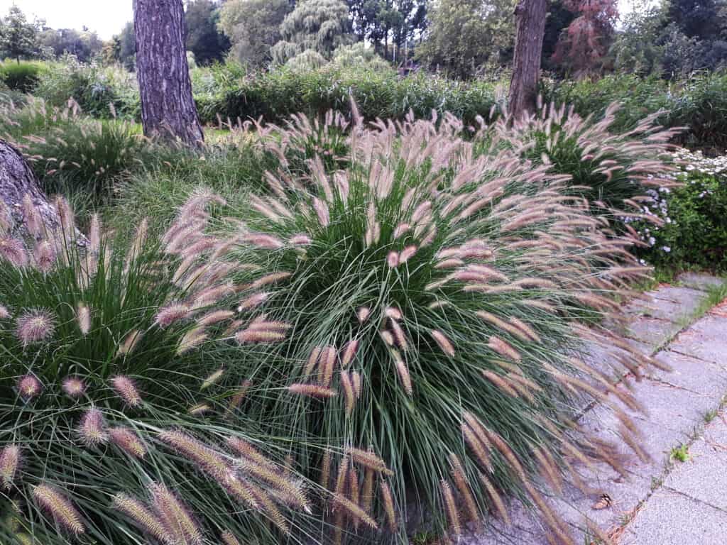 Pianta ornamentale di Pennisetum Alopecuroides Hameln o erba fontana cinese
