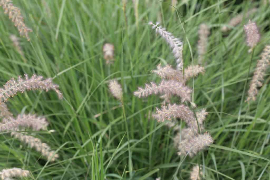 Piccolo bluestem 