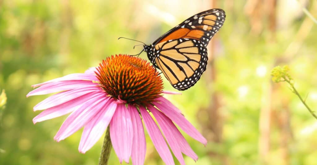 farfalla su coneflower