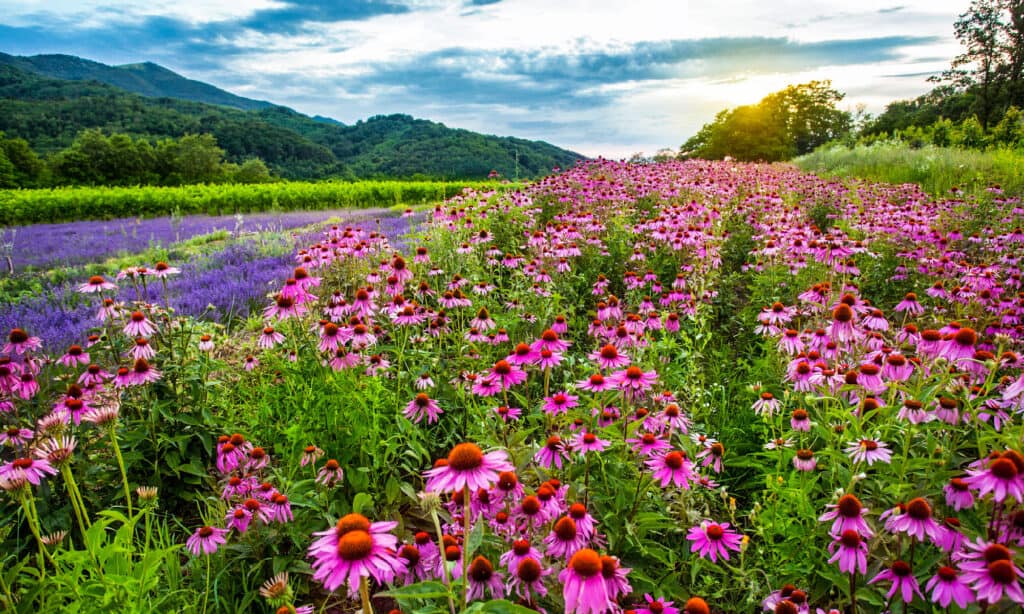 Echinacea, Echinacea, Campo Agricolo, Fiore, Colore Rosa
