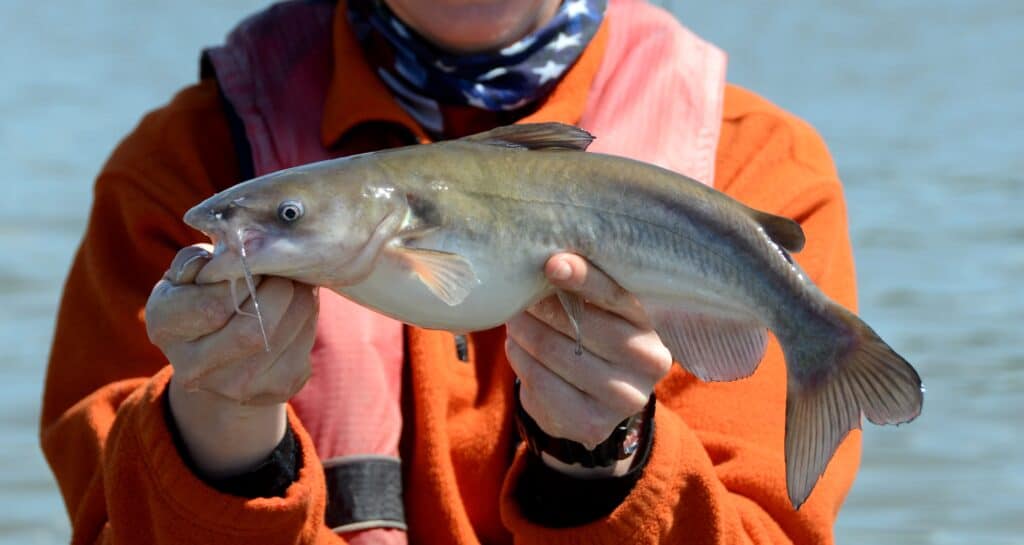 Pesce gatto bianco
