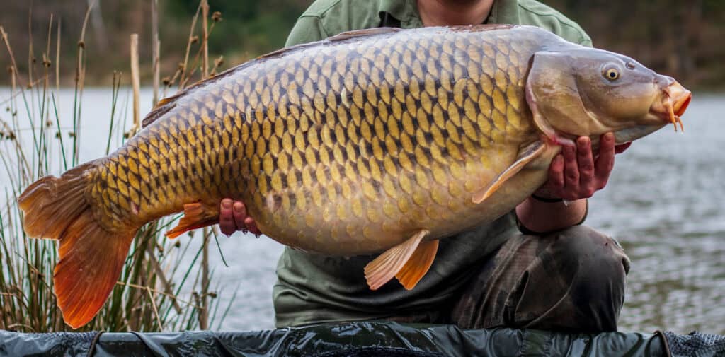carpa
