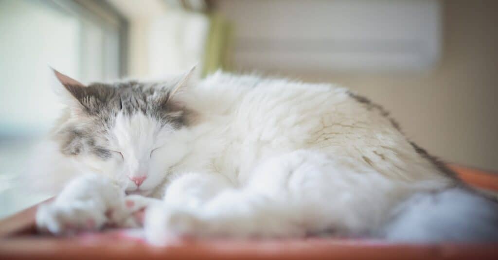 Gatto norvegese delle foreste che dorme