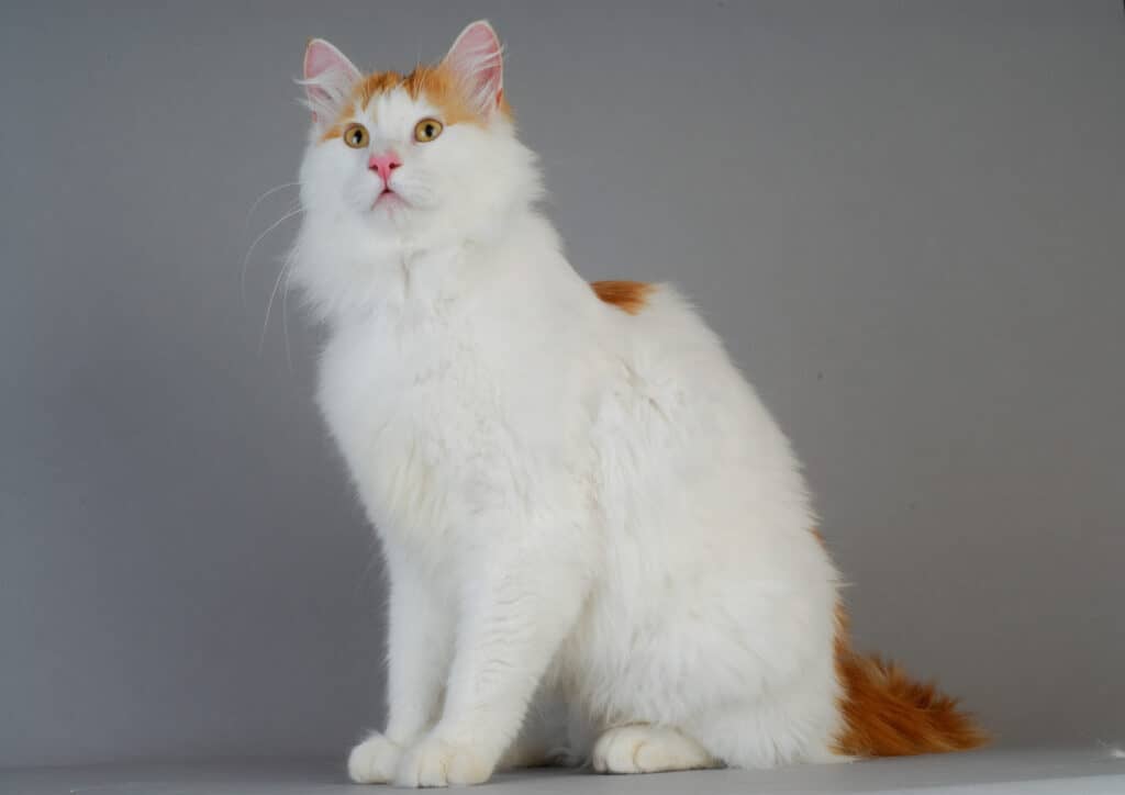 Gatto furgone turco