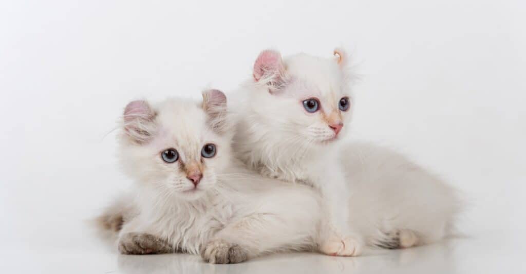 Gattini American Curl uno sopra l'altro