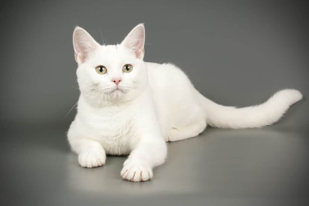 Gatto a pelo corto americano su sfondi colorati