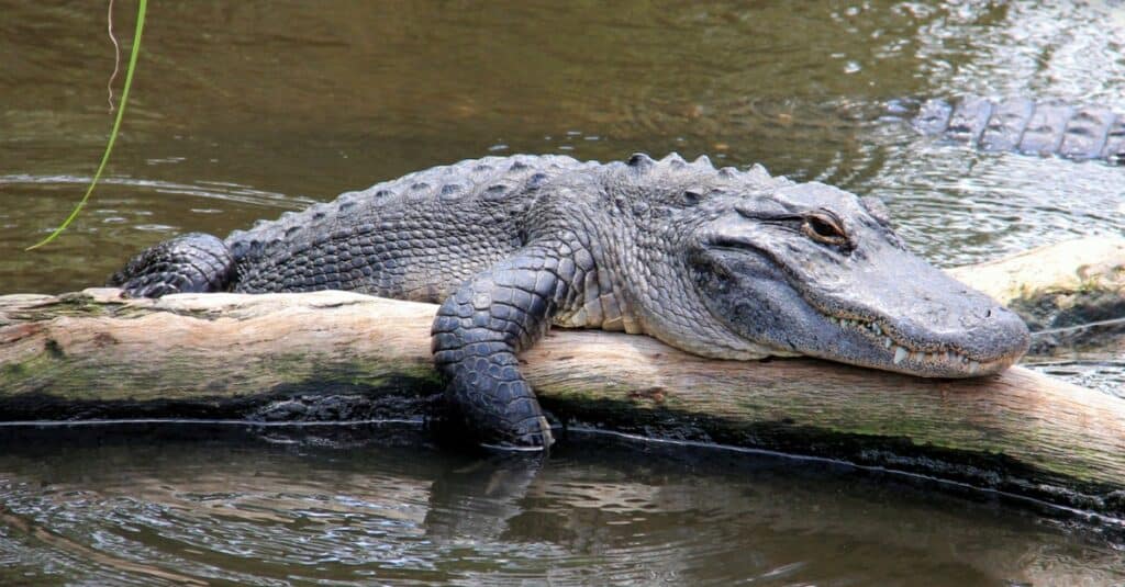 alligatore che riposa sul ramo in acqua