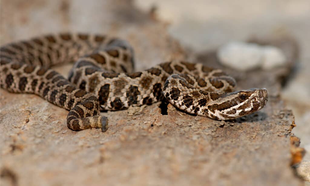 Serpente a sonagli massasuaga giovanile