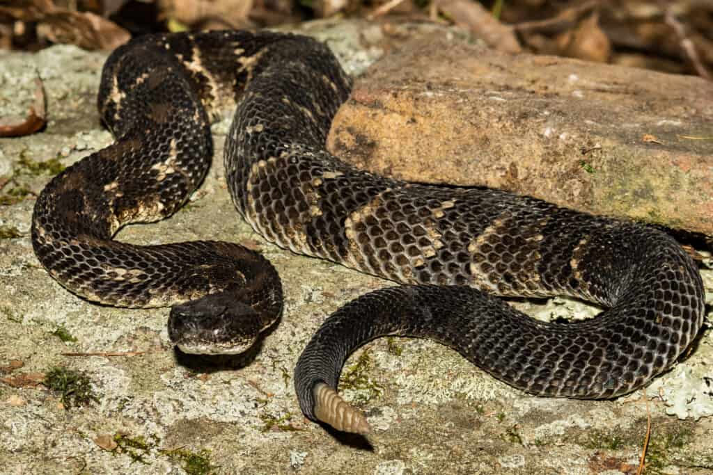 Serpente a sonagli del legname sulla roccia.