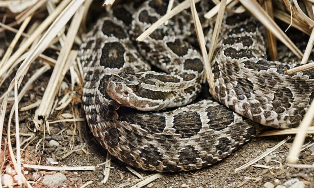 Questo serpente a sonagli massasauga arrotolato è un perfetto esempio dell'impressionante meccanismo di difesa che queste creature possono produrre per proteggersi da potenziali predatori. 