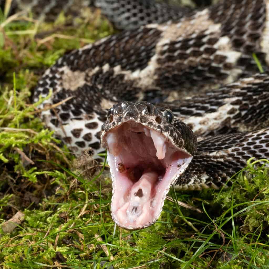 Un serpente a sonagli di legname che colpisce la preda