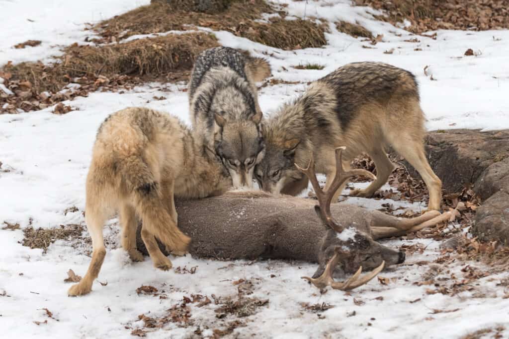 Battaglie epiche: un enorme orso grizzly contro un branco di lupi - branco di lupi che mangia