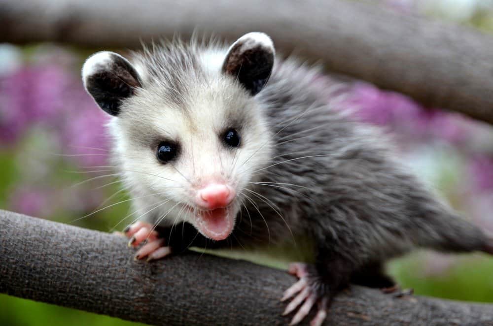 Bambino opossum