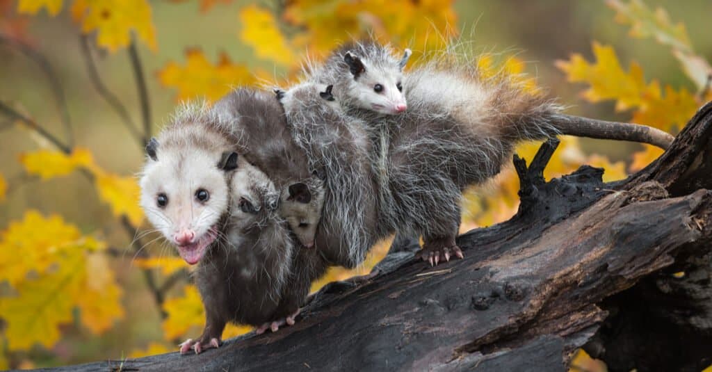 opossum in albero con bambini sulla schiena