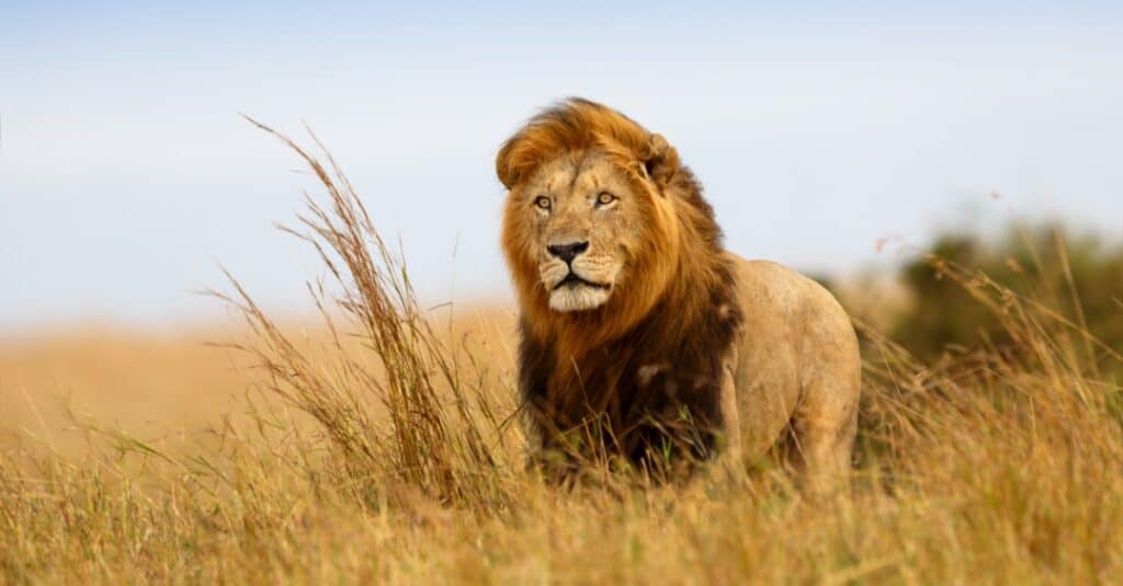 animali che mangiano i loro piccoli: leone