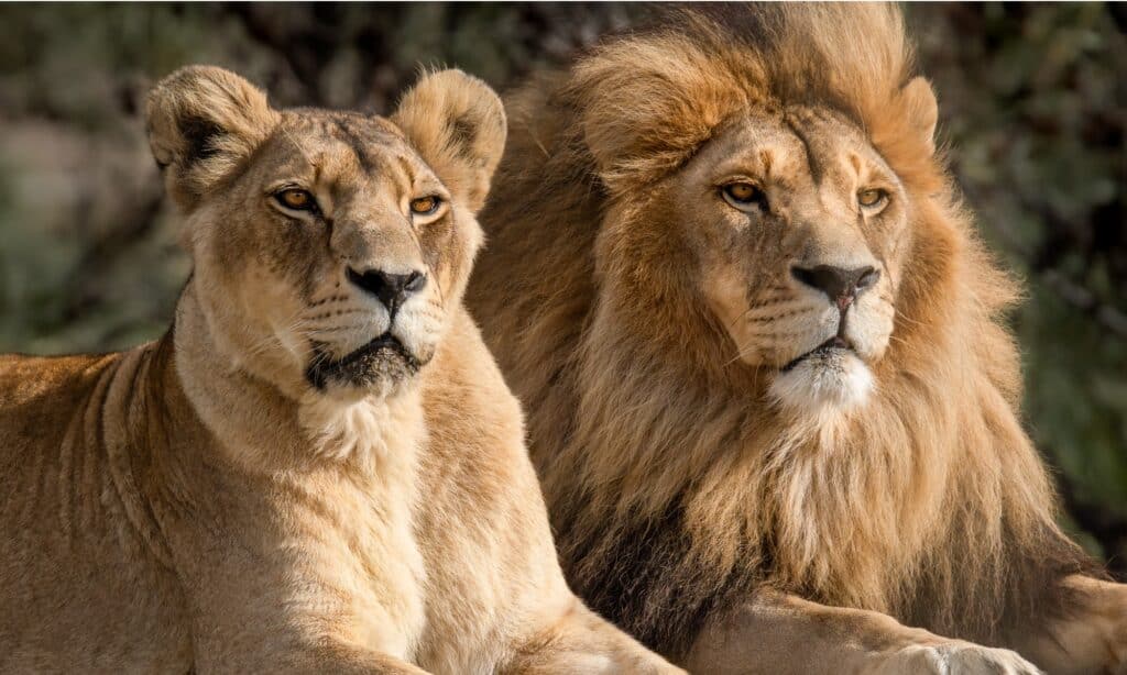 I Big Five