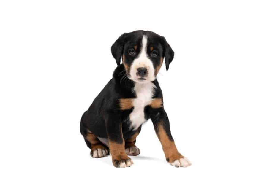 Ritratto di un cucciolo di Appenzeller Sennenhund seduto isolato su uno sfondo bianco