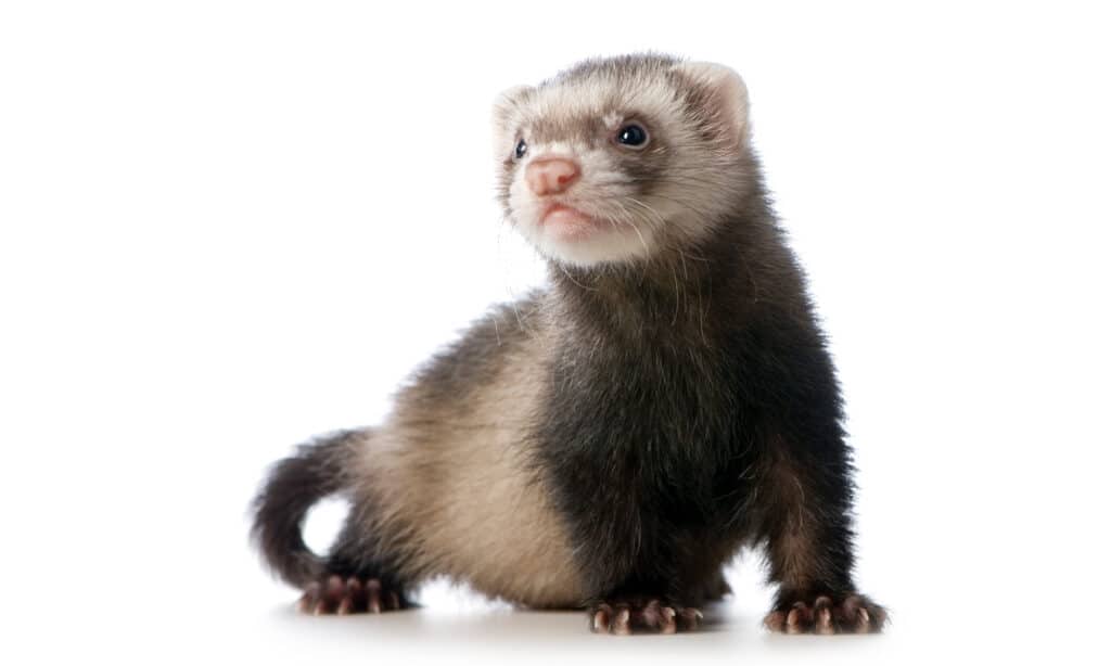 Furetto, Tagliato, Sfondo Bianco, Puzzola, Giovane Animale