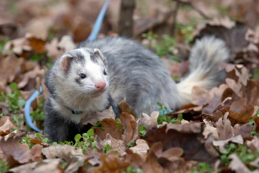 Furetto maschio (colore panda) in una foresta