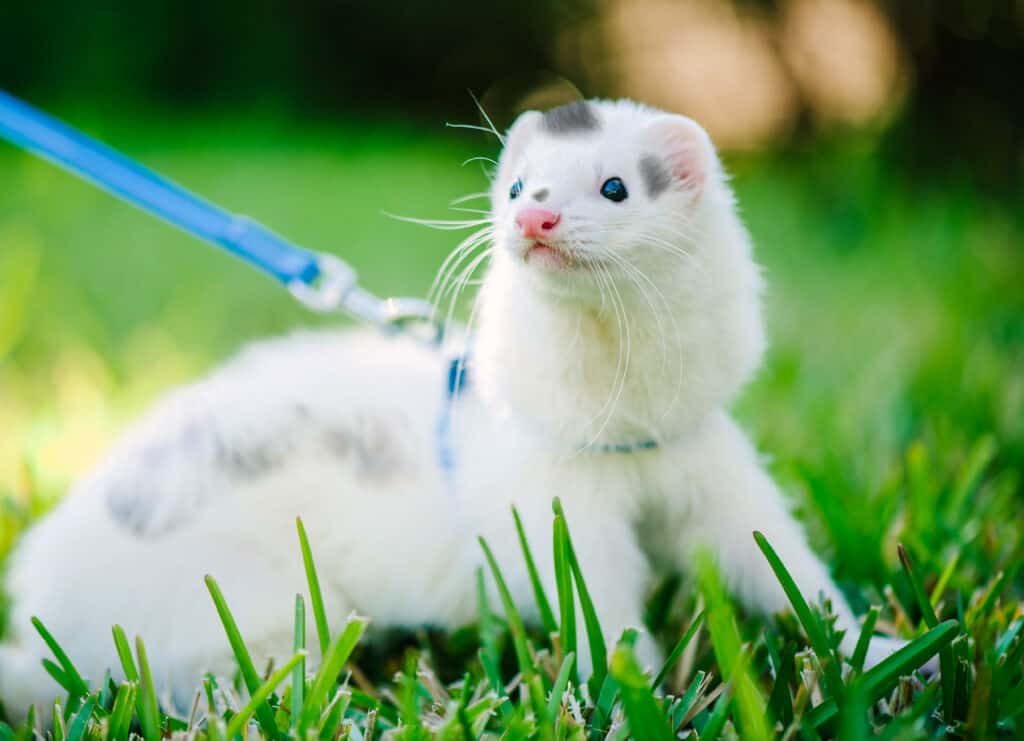 furetto domestico bianco