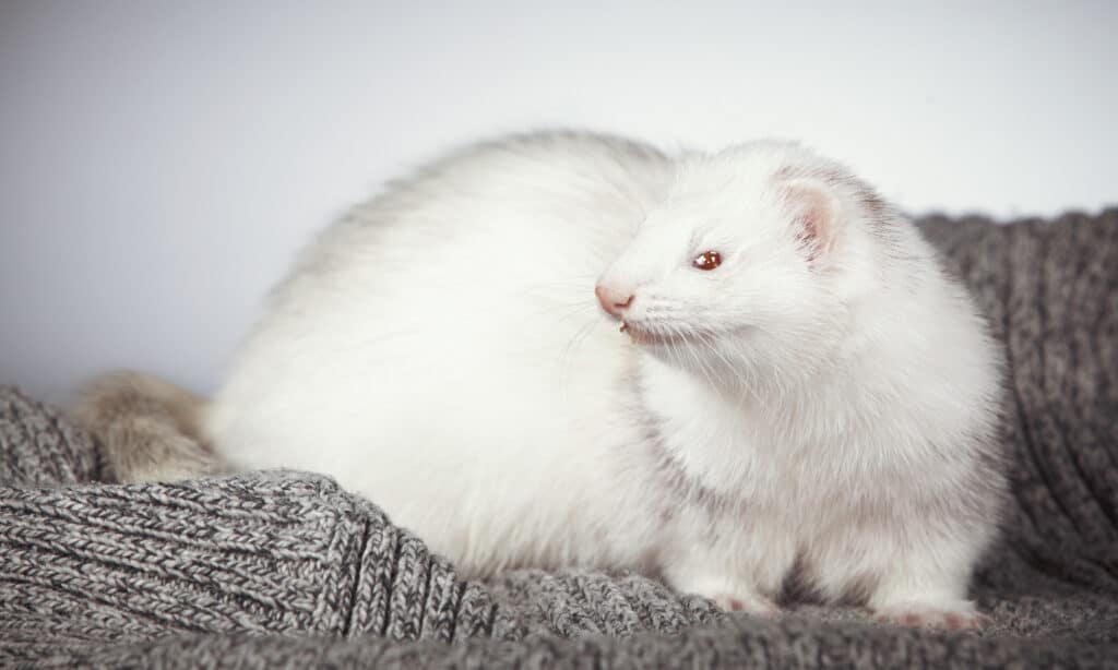 furetto bianco a strisce