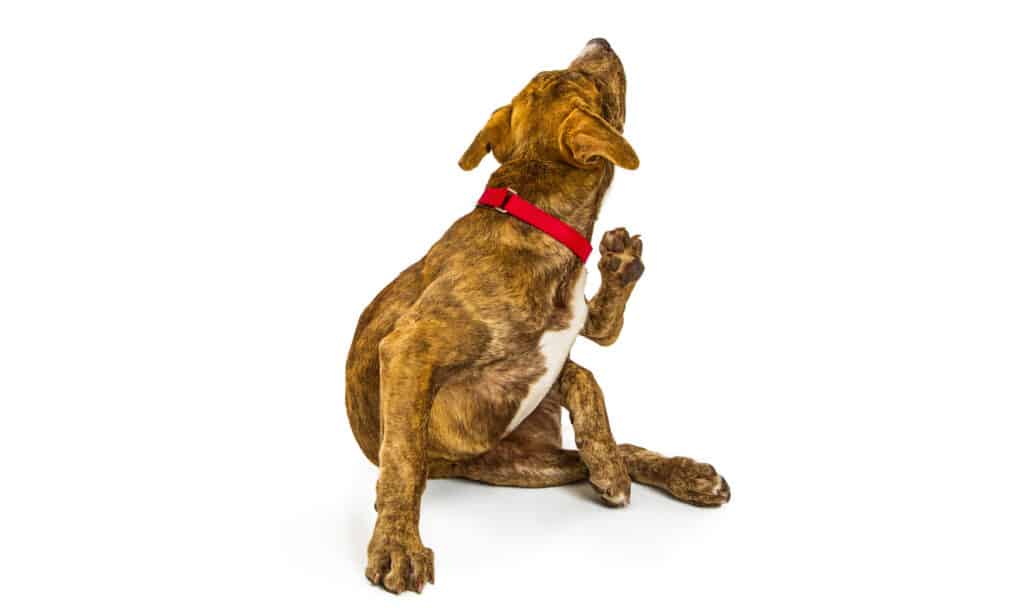 Cane, graffi, sfondo bianco, allergia, pulci - insetto