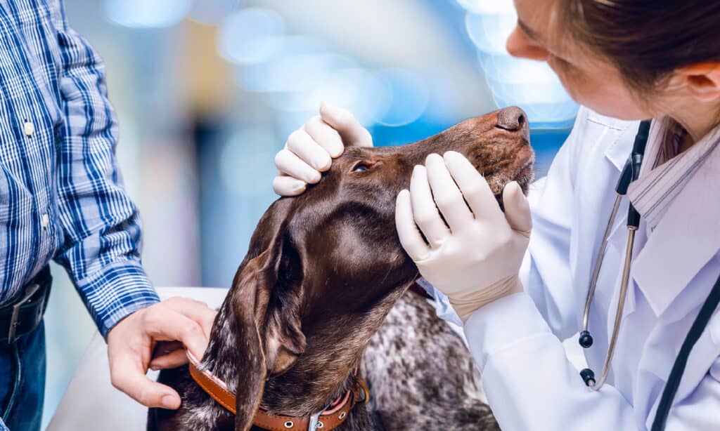 Veterinario, cane, animale, cura, occhio