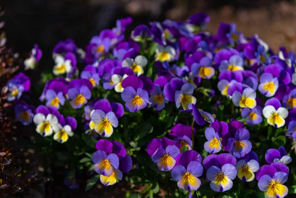 Fiori da piantare a dicembre