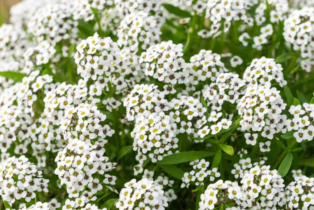 Alyssum (Lobularia maritima) fiori, California