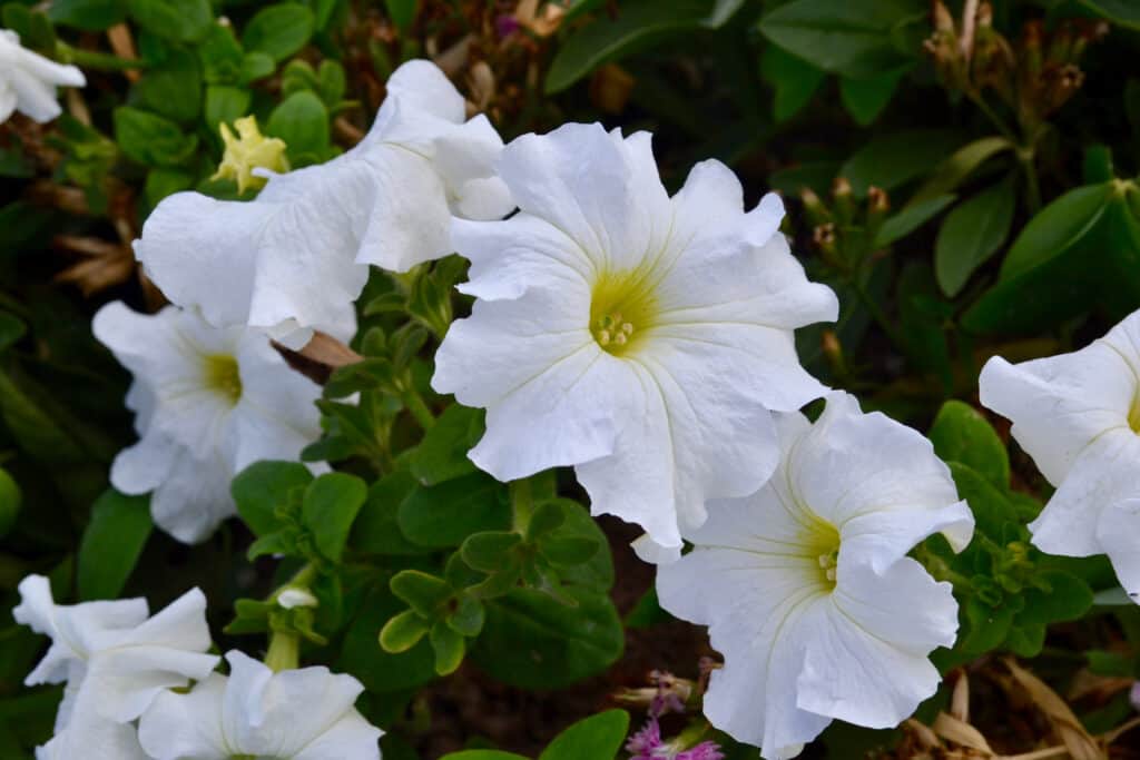 Fiori di luna
