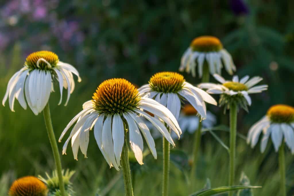 Echinacea bianca