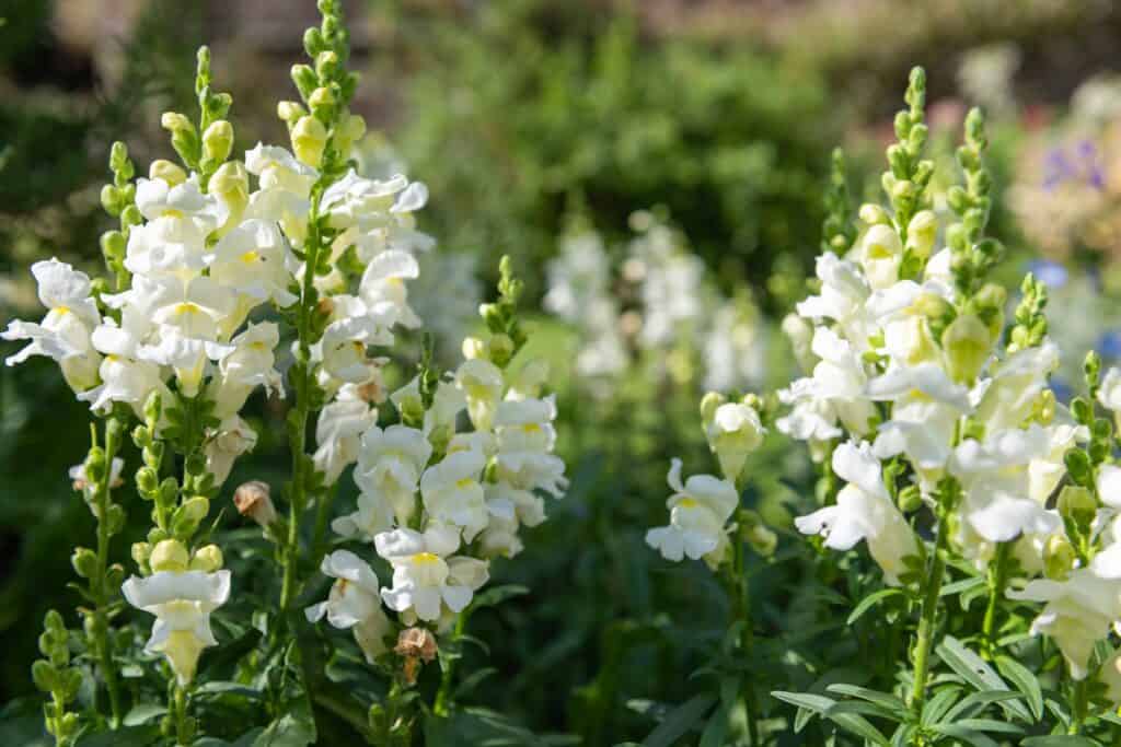 Fiori da piantare a marzo