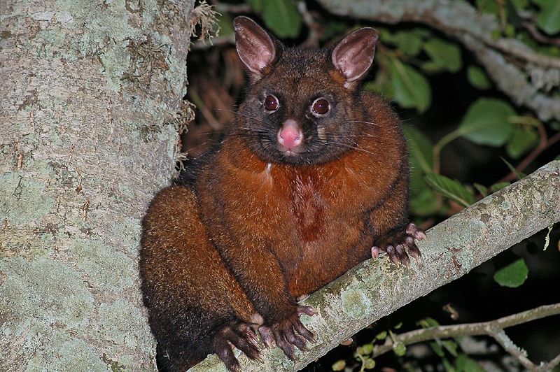 Opossum