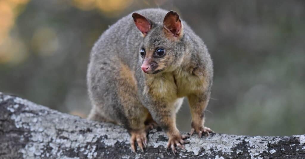 Animali con pollici opponibili-opossum
