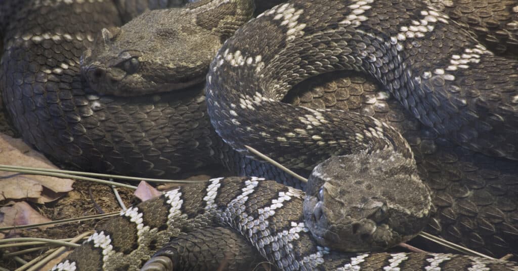 crotalus cerberus nella tana