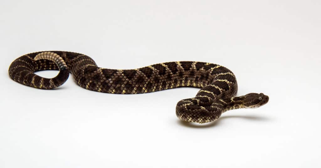 giovane crotalus cerberus