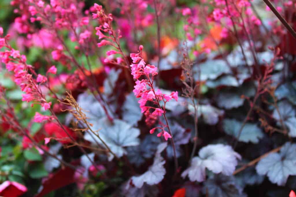 Alumroot, o pianta di campana di corallo